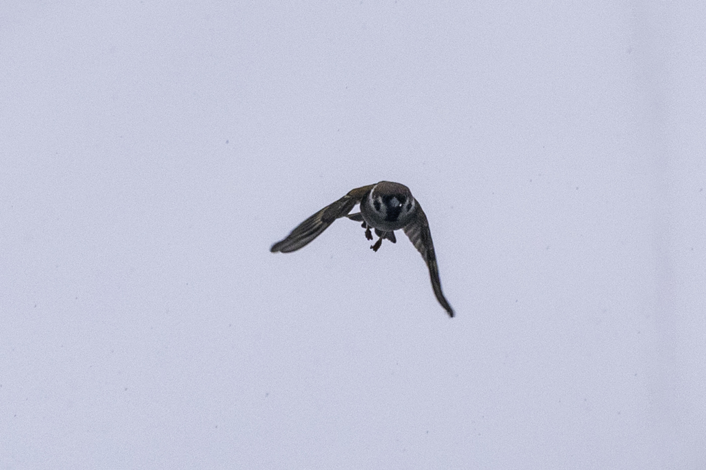 飛雀２