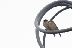 今朝のスズメさん（2020/02/16)