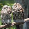 京都市動物園の鳥さん４