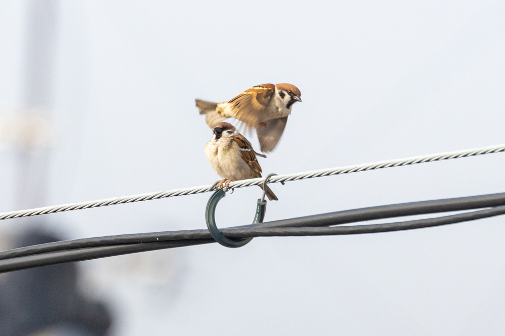 上をごめんなさいよ～