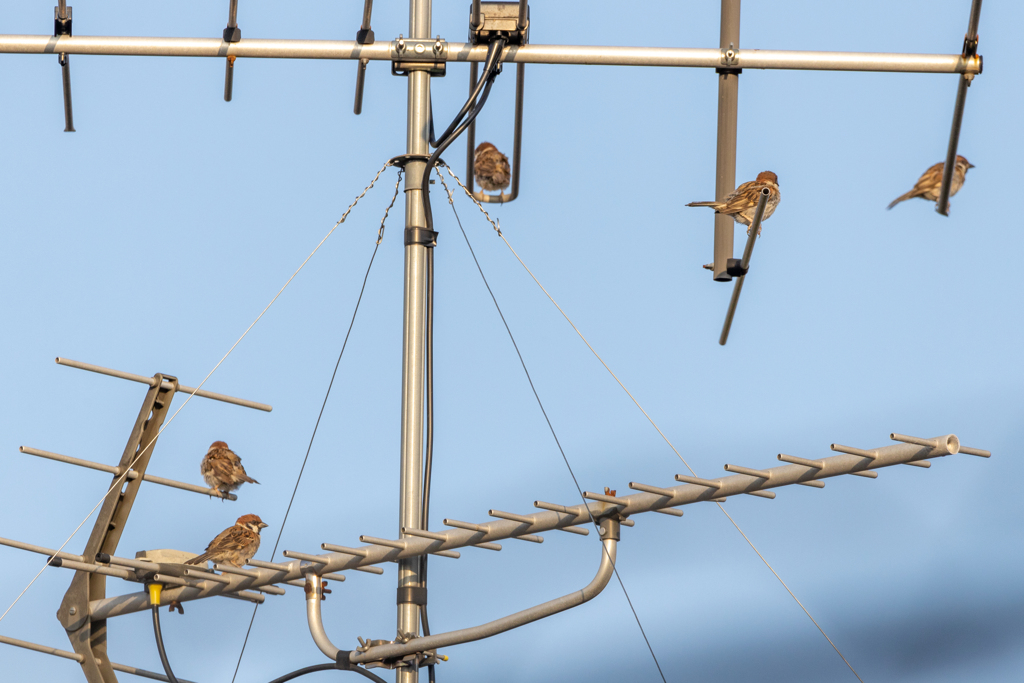 スズメアンテナ