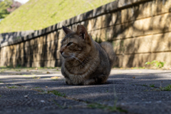 沖縄シリーズ７・希望ヶ丘公園の猫さん達９