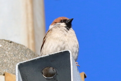 今朝のスズメさん（2020/03/25)