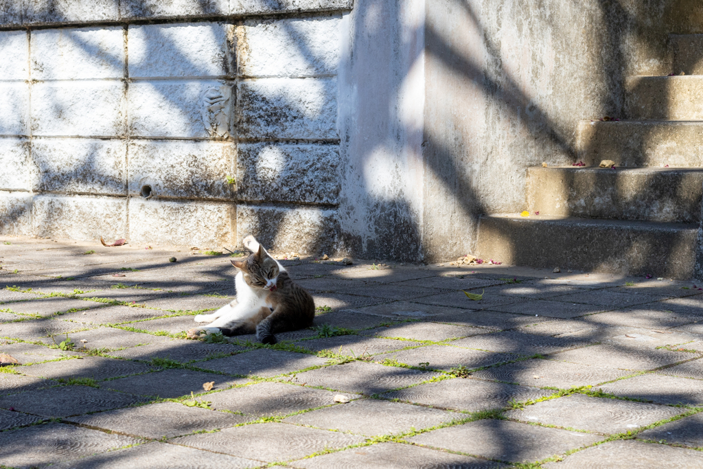 沖縄シリーズ６・希望ヶ丘公園の猫さん達３