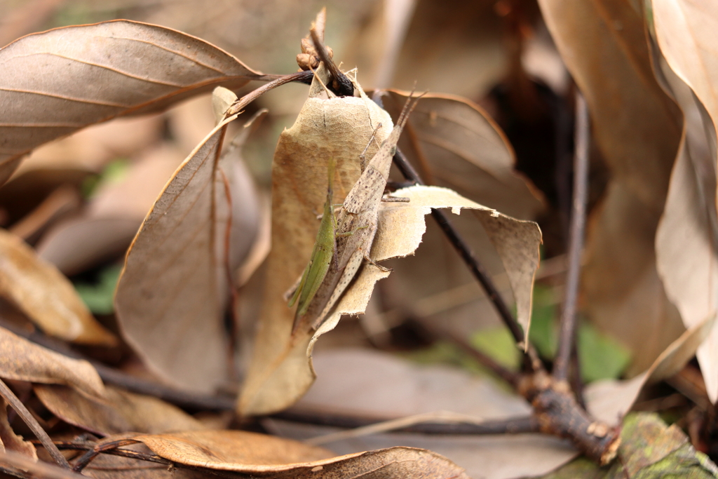 忍法・隠とんの術