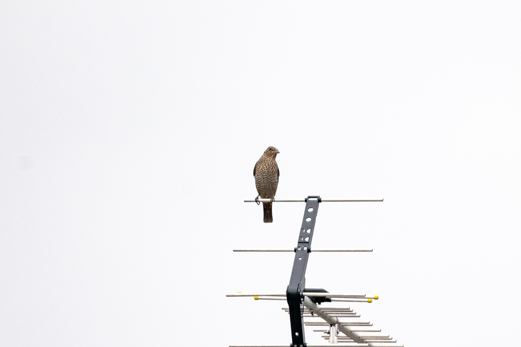 この鳴き声は．．．