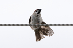 今朝のスズメさん（2020/05/23)