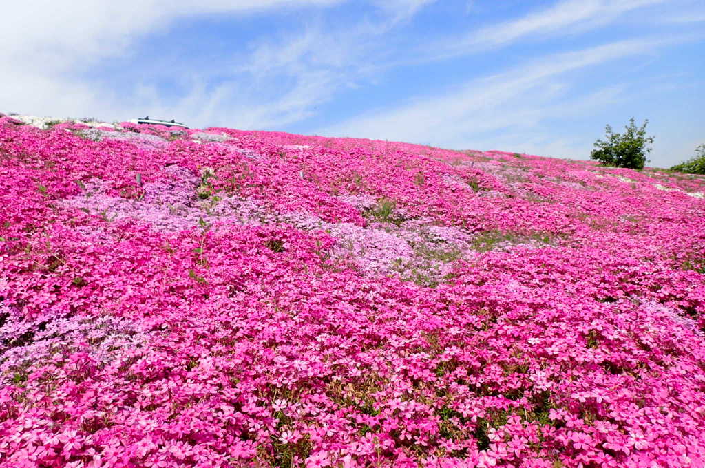 昨年撮った芝桜です