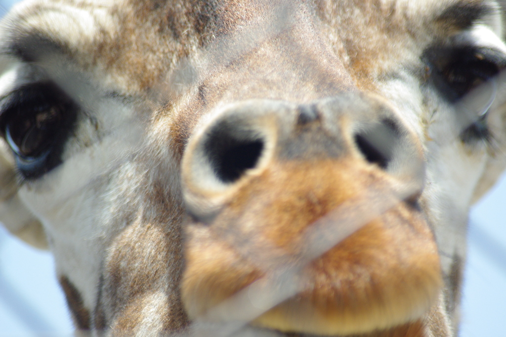 動物園のなんですか？