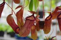 食虫植物だぞ