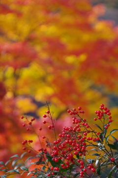 南天と紅葉