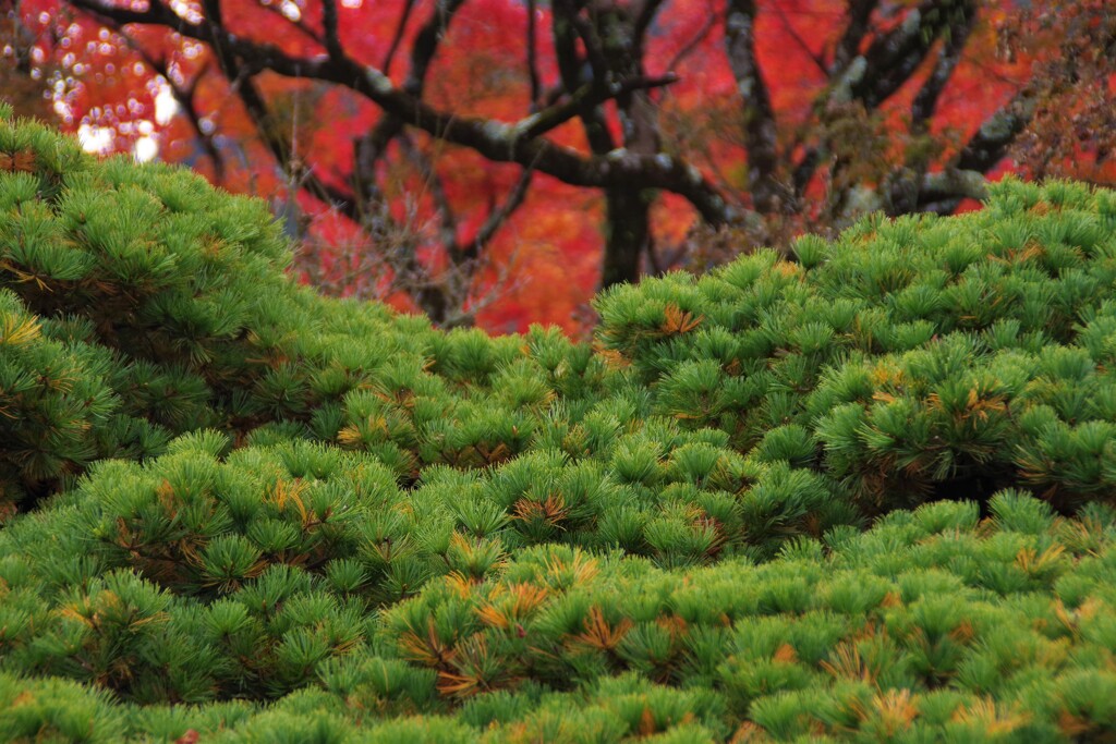 松と紅葉