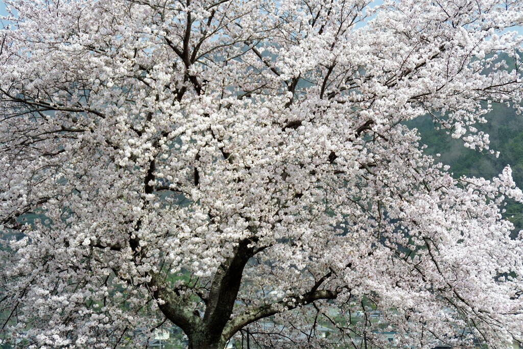桜満開2