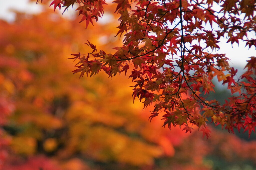 善峯寺4