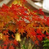 天神さん紅葉