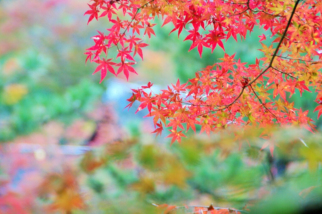 淡紅