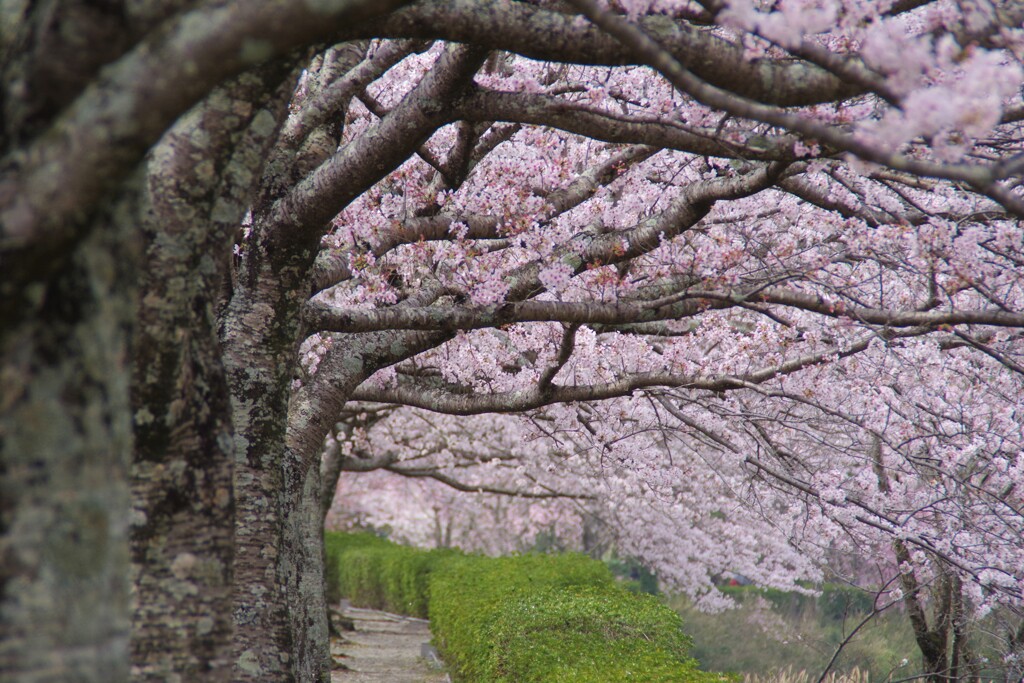 桜道