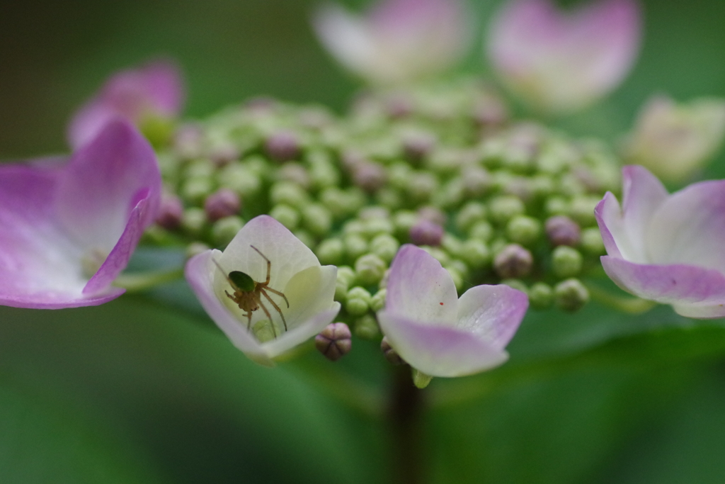 紫陽花