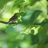 野鳥
