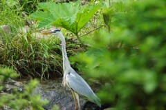 隠れないで鳥