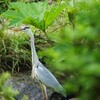 隠れないで鳥