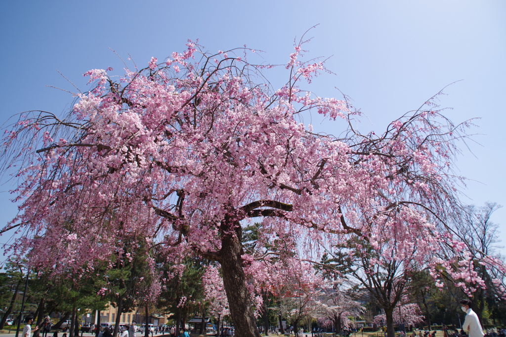 花見2