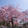 花見2