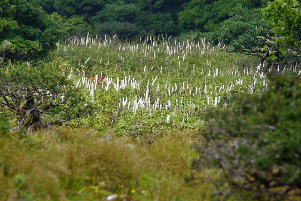 高山植物群生