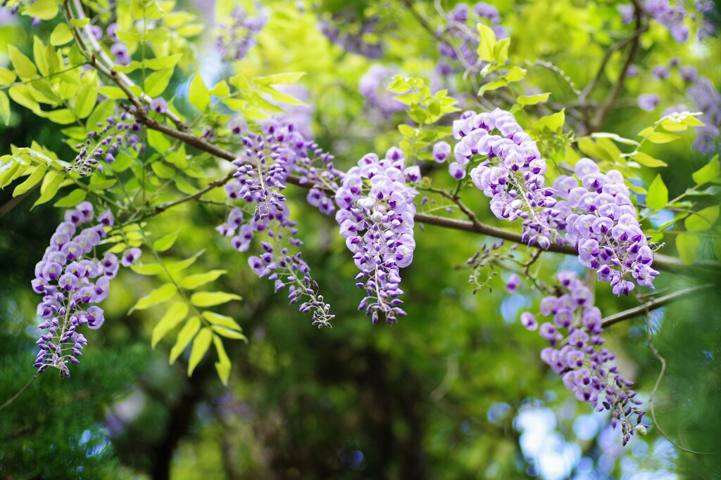 藤の花