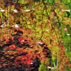 水鏡の紅葉