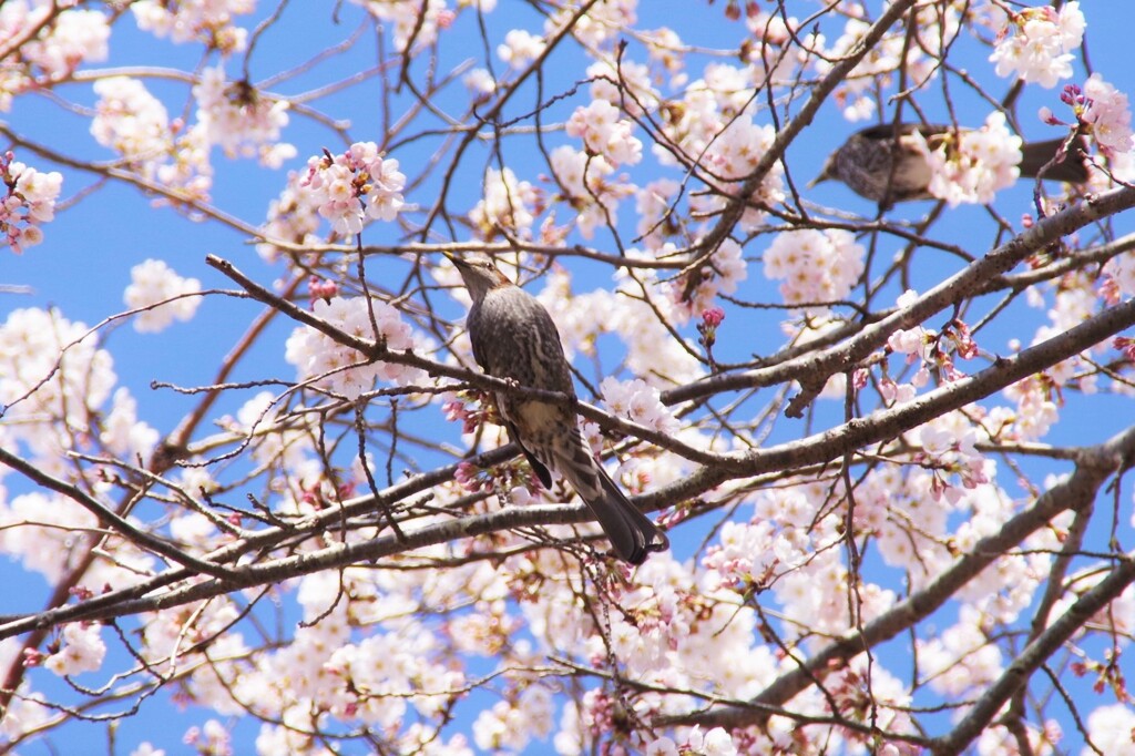 桜