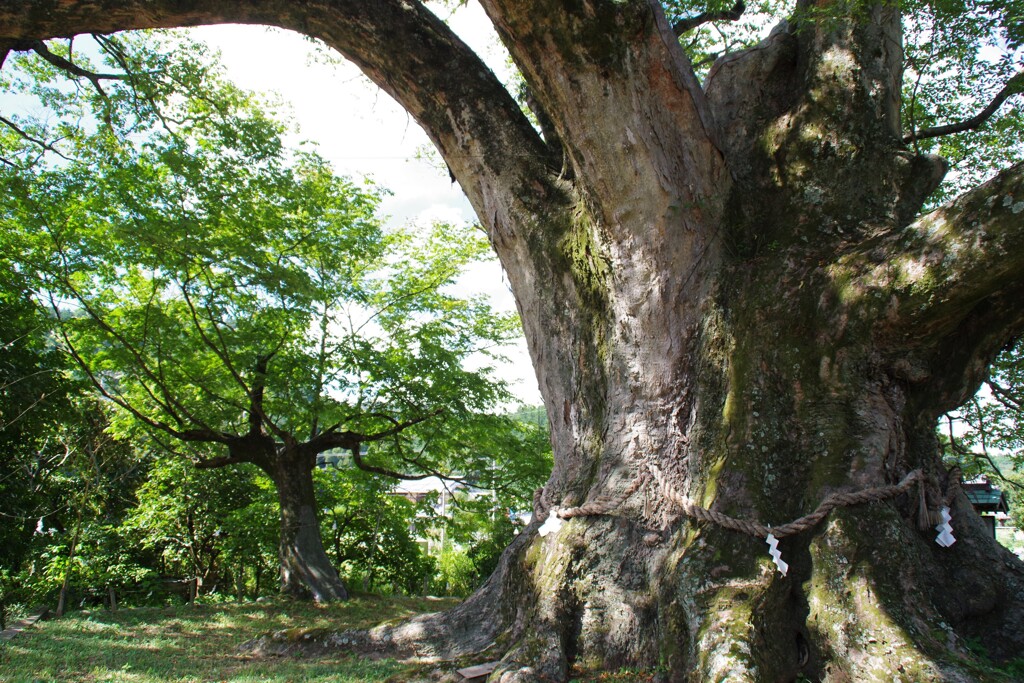 樹齢1000年