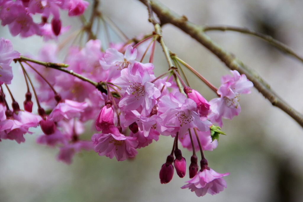 しだれ桜