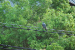 こっち向いて鳥