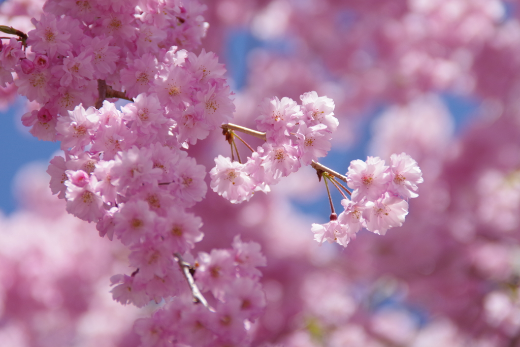 枝垂桜