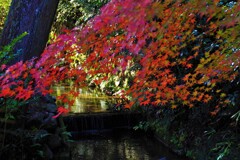 神社紅葉3