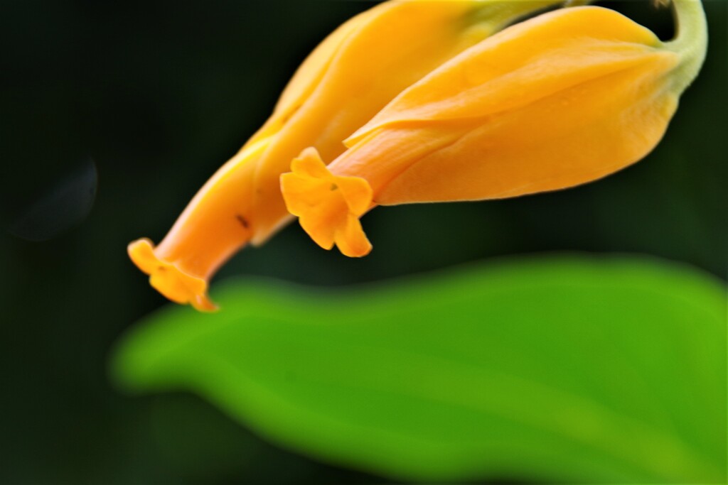 orange bud