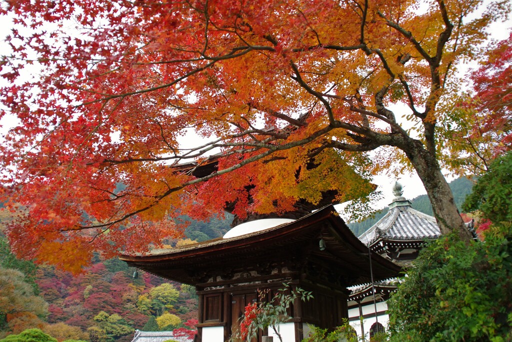 善峯寺5