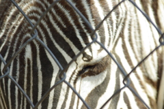 動物園のゼブラ