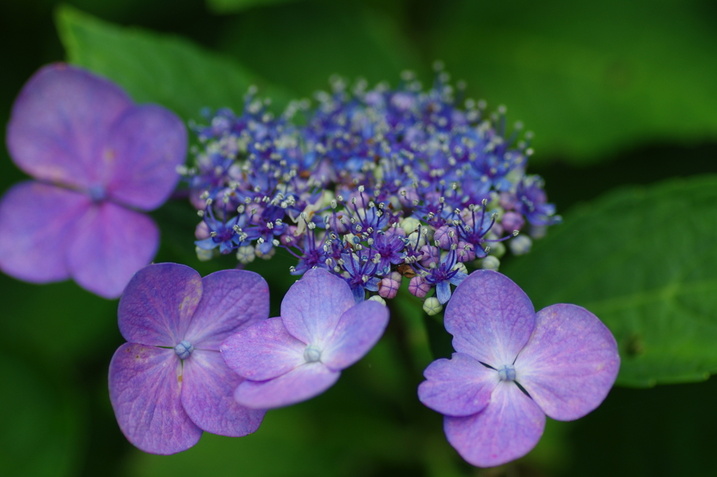 紫陽花　1