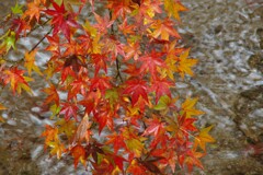 雨の紅葉