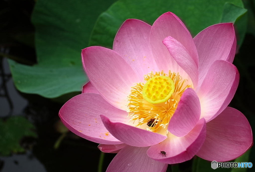 向日葵の前に…