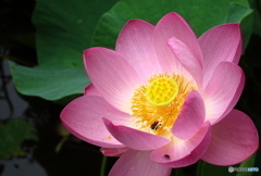 向日葵の前に…