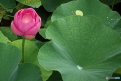 どっちが主役？