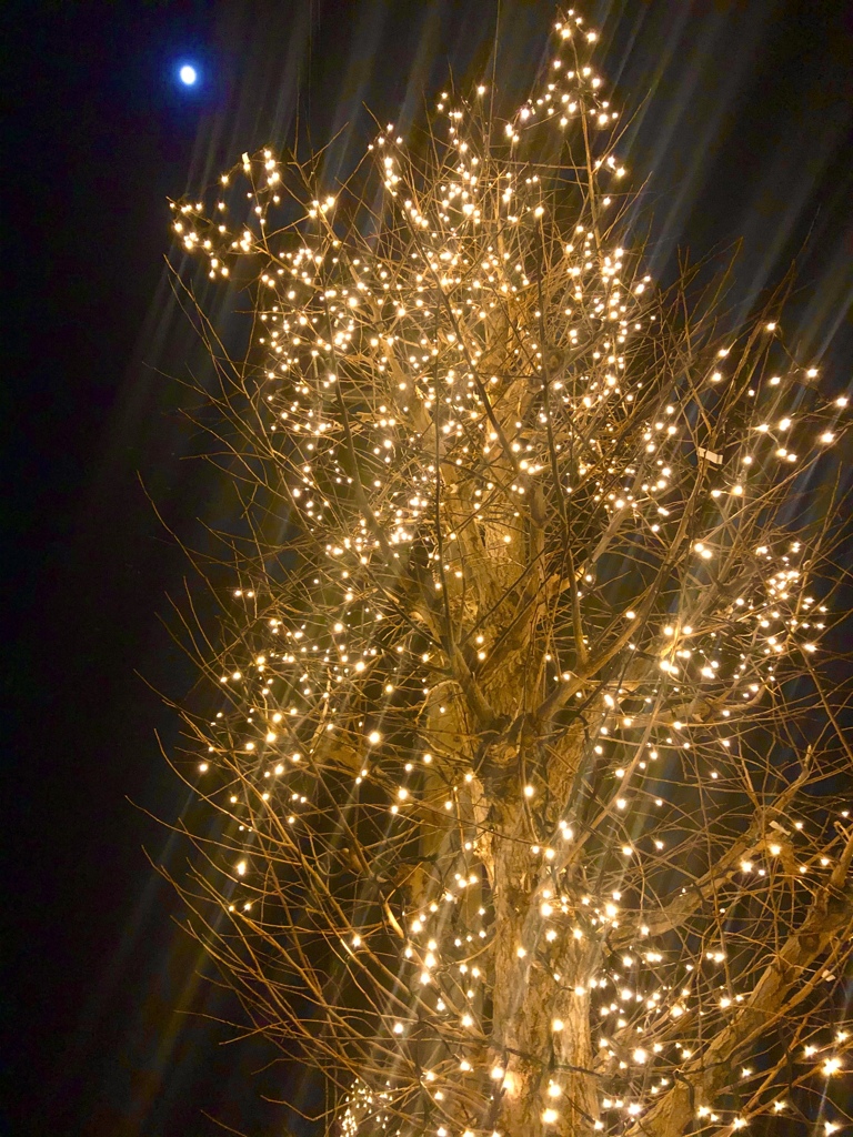 月を目指すイルミネーションの木