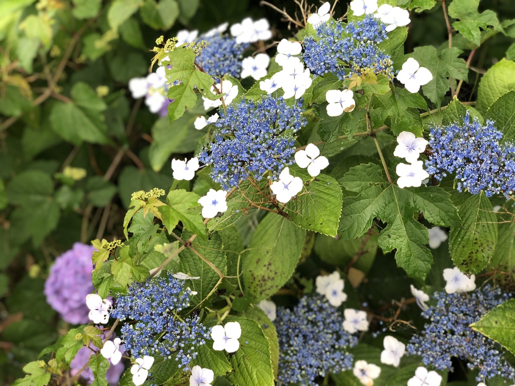 オリンピックのロゴ、組市松紋柄の紫陽花
