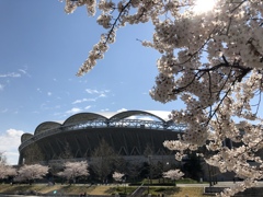いつもと違う春、それでも桜は咲き綻ぶ