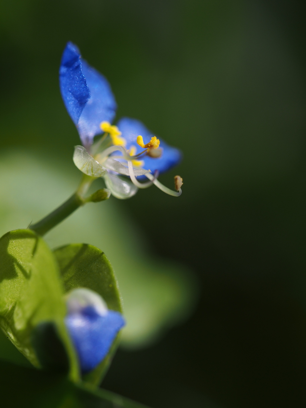 青いお耳の花