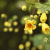天涯の花