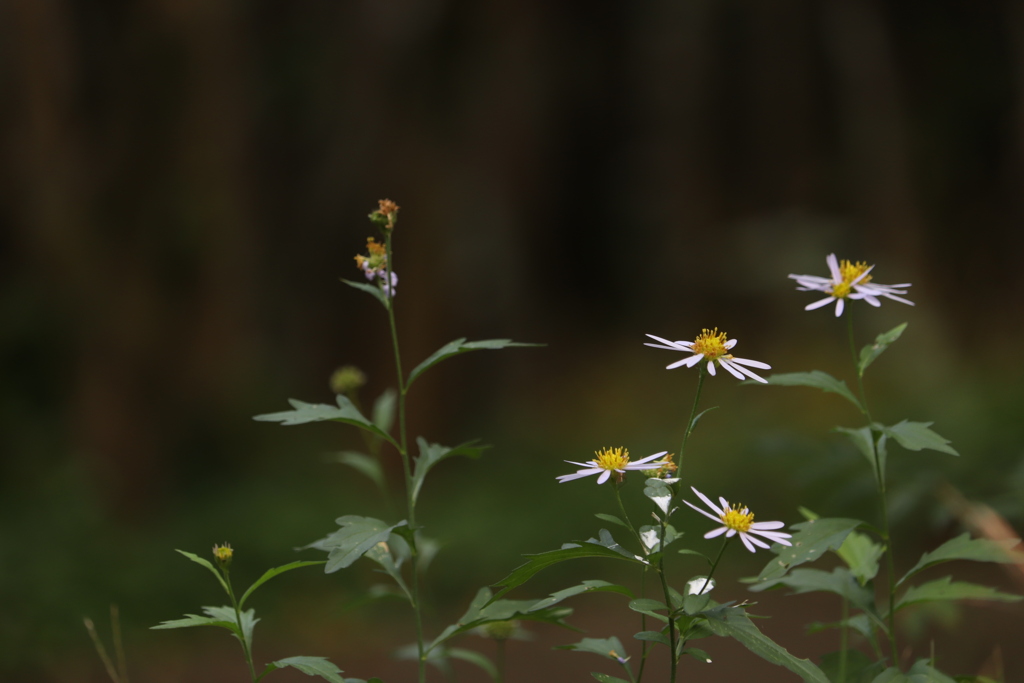 遠い山から吹いて来る